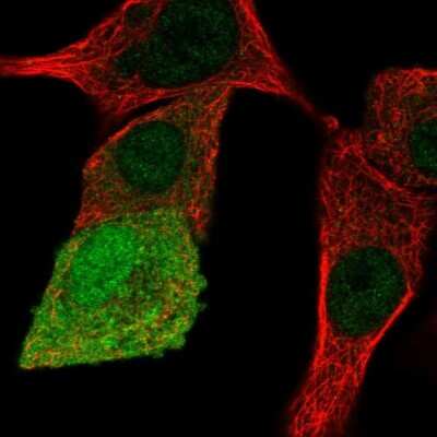 Immunocytochemistry/ Immunofluorescence: APOA1BP Antibody [NBP2-30626]