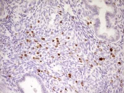 Immunohistochemistry: APOB48R Antibody (OTI1B1) [NBP2-46532]