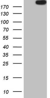 Western Blot: APOB48R Antibody (OTI1B1) [NBP2-46532]