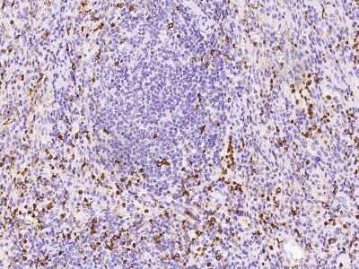 Immunohistochemistry-Paraffin: APOB48R Antibody [NBP2-98580]