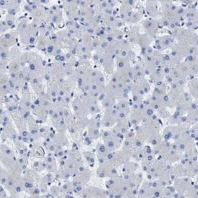 Immunohistochemistry-Paraffin: APOBEC2 Antibody [NBP1-88848]