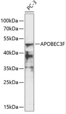 Western Blot: APOBEC3F AntibodyBSA Free [NBP2-92356]