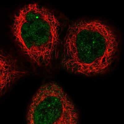 Immunocytochemistry/ Immunofluorescence: APOL6 Antibody [NBP1-89032]