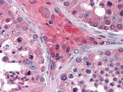Immunohistochemistry-Paraffin: APOO Antibody (2F1) - BSA Free [NBP1-28870]