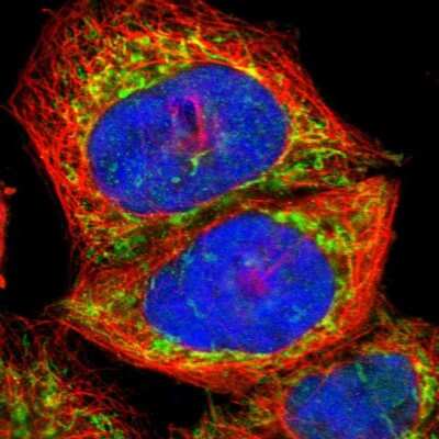 Immunocytochemistry/ Immunofluorescence: APOOL Antibody [NBP1-89325]