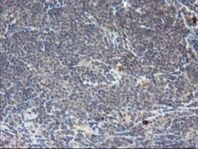 Immunohistochemistry: APP Antibody (OTI4C9) [NBP2-46535]