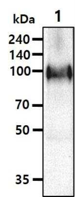Western Blot: APP Antibody (J4H9)BSA Free [NBP1-04263]