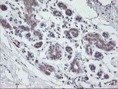 Immunohistochemistry: APP Antibody (OTI4C9) - Azide and BSA Free [NBP2-70197]