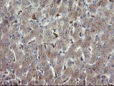 Immunohistochemistry: APP Antibody (OTI4C9) - Azide and BSA Free [NBP2-70197]