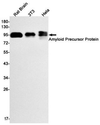 Western Blot: APP Antibody (S05-3E3) [NBP3-20015]