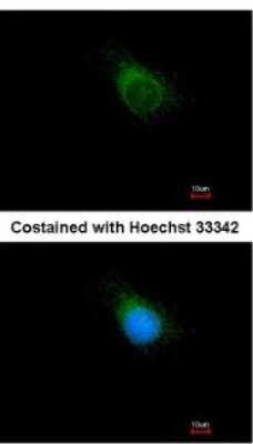 Immunocytochemistry/ Immunofluorescence: APPBP2 Antibody [NBP2-15432]