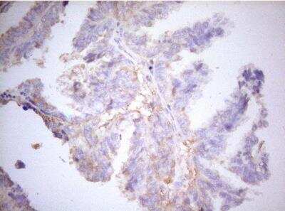 Immunohistochemistry-Paraffin: APPL Antibody (OTI4B11) [NBP2-46536]