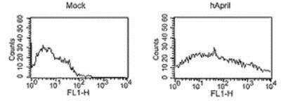 Flow Cytometry: APRIL/TNFSF13 Antibody (Aprily-8) - BSA Free [NBP1-97587]