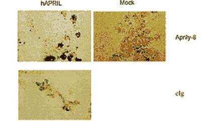 Immunohistochemistry-Paraffin: APRIL/TNFSF13 Antibody (Aprily-8) - BSA Free [NBP1-97587]