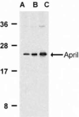 Western Blot: APRIL/TNFSF13 AntibodyBSA Free [NBP1-76767]