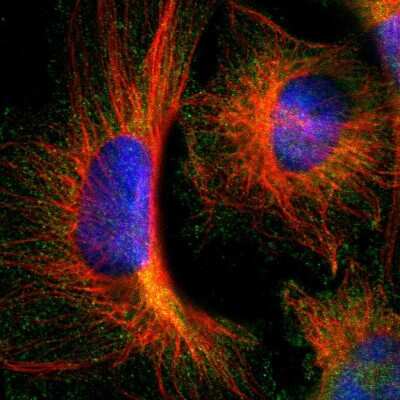 Immunocytochemistry/ Immunofluorescence: ARA54 Antibody [NBP1-89021]