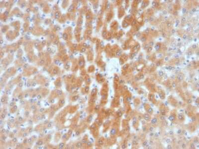 Immunohistochemistry-Paraffin: ARF1 Antibody (1A9/5) [NBP3-07760]