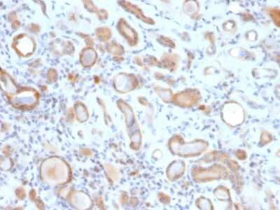 Immunohistochemistry-Paraffin: ARF1 Antibody (ARF1/2117) - Azide and BSA Free [NBP3-08473]