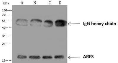 Immunoprecipitation: ARF3 Antibody [NBP3-12541]