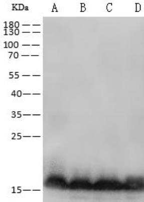 Western Blot: ARF3 Antibody [NBP3-12541]