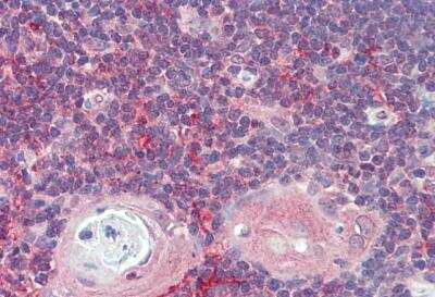 Immunohistochemistry-Paraffin: ARF4 Antibody [NBP2-26147]