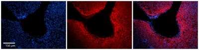 Immunohistochemistry-Paraffin: ARF6 Antibody [NBP2-88768]