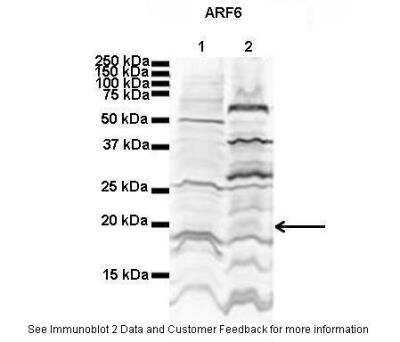 Western Blot: ARF6 Antibody [NBP1-58310]