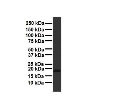 Western Blot: ARF6 Antibody [NBP2-88768]