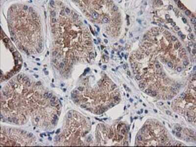 Immunohistochemistry-Paraffin: ARFGAP1 Antibody (OTI1F6) [NBP2-00513]