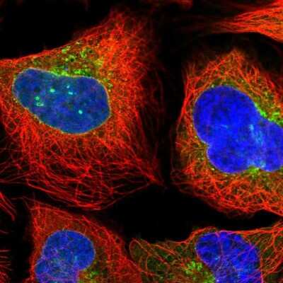 Immunocytochemistry/ Immunofluorescence: ARFGAP1 Antibody [NBP2-14305]