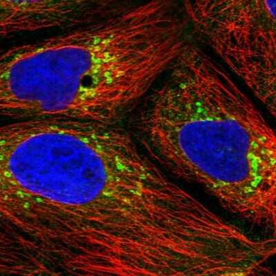 Immunocytochemistry/ Immunofluorescence: ARFGAP1 Antibody [NBP2-38787]