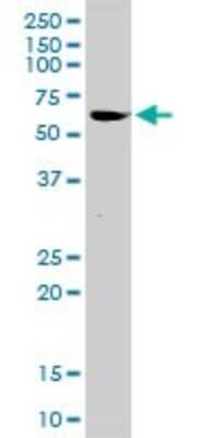 Western Blot: ARFGAP2 Antibody [H00084364-D01P]