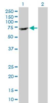 Western Blot: ARFGAP2 Antibody [H00084364-D01P]
