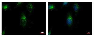 Immunocytochemistry/ Immunofluorescence: ARFGAP3 Antibody [NBP1-31064]