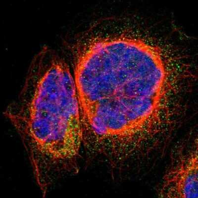 Immunocytochemistry/ Immunofluorescence: ARFGAP3 Antibody [NBP1-88842]
