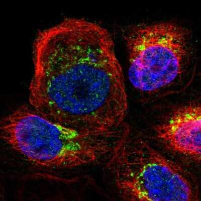 Immunocytochemistry/ Immunofluorescence: ARFGEF1 Antibody [NBP1-88841]