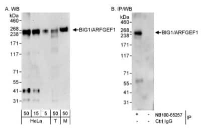 Western Blot: ARFGEF1 Antibody [NB100-55257]