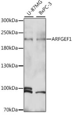 Western Blot: ARFGEF1 AntibodyAzide and BSA Free [NBP2-92320]