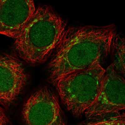 Immunocytochemistry/ Immunofluorescence: ARFIP1 Antibody [NBP2-38342]