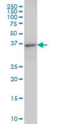 Western Blot: ARFIP2 Antibody (2B5) [H00023647-M01]