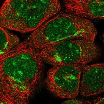 Immunocytochemistry/ Immunofluorescence: ARFIP2 Antibody [NBP1-87255]