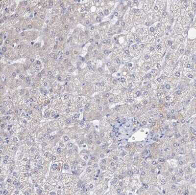 Immunohistochemistry-Paraffin: ARFIP2 Antibody [NBP1-87255]