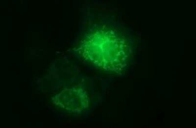 Immunocytochemistry/ Immunofluorescence: ARG2 Antibody (OTI3G5) [NBP2-46539]