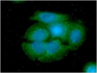 Immunocytochemistry/ Immunofluorescence: ARG2 Antibody (7F8) - BSA Free [NBP2-59406]