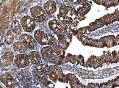 Immunohistochemistry-Paraffin: ARG2 Antibody [NBP2-15445]