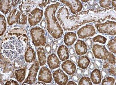 Immunohistochemistry-Paraffin: ARG2 Antibody [NBP2-15445]