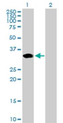 Western Blot: ARGFX Antibody [H00503582-B01P]