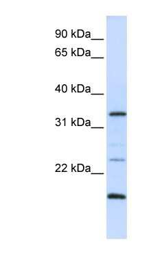 Western Blot: ARGFX Antibody [NBP1-79219]