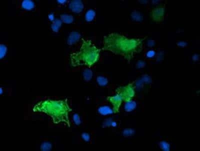 Immunocytochemistry/ Immunofluorescence: ARH Antibody (OTI7E11) [NBP2-01435]