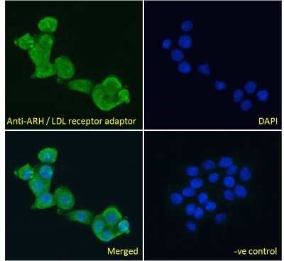 Immunocytochemistry/ Immunofluorescence: ARH Antibody [NB100-1276]